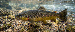 Green River Fishing Restriction