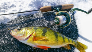 BASS AND PERCH THROUGH THE ICE, WITH FLIES!