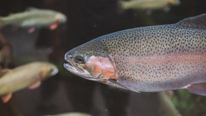 Temps and Trout – A Key to Fish Survival