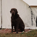 White Duck Outdoor 16.5' Avalon Bell Tent