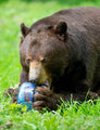 BEAR VAULT BV425