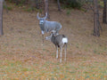 MONTANA DECOY MULEY BUCK DECOY