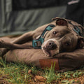 White Duck Outdoor Dog Bed