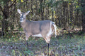 MONTANA DECOY TRIXIE WHITETAIL DOE DECOY