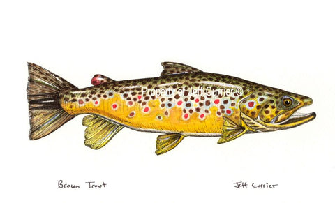 Forever Fishing | Brown Trout Decal