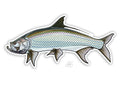 CASEY UNDERWOOD FISH STICKERS